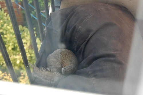 Squirrel in Beanbag