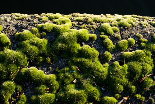 Moss