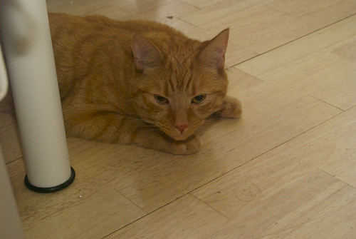 Meet the Cats