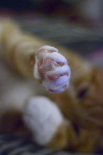 Paw