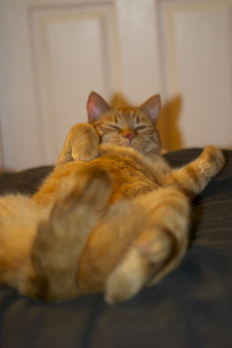 Lazy Dusty