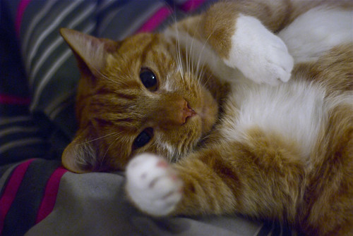 I Am Cute and Fluffy