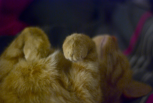 Dusty Wants To Be A Bunny
