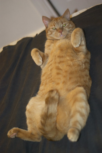 Lazy Dusty