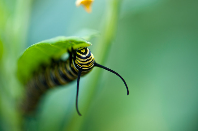 Caterpillar!!
