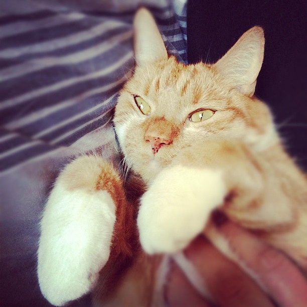 Casey likes cuddles.