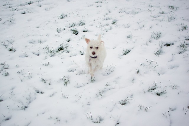 Snow monster