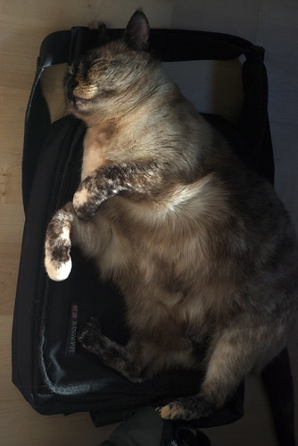 Tasha