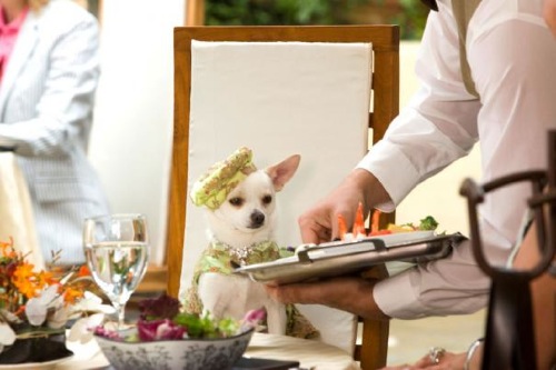 Beverly Hills Chihuahua