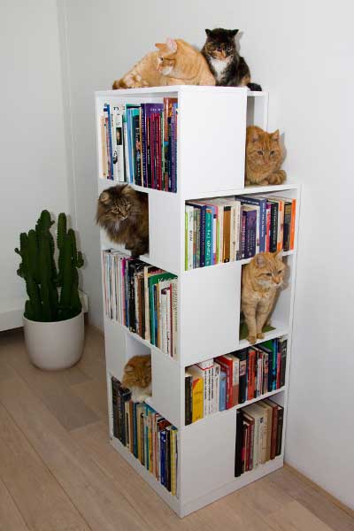 Catcase